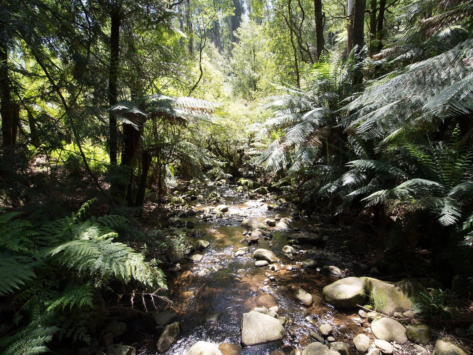 A shallow creek running over stones between tree ferns