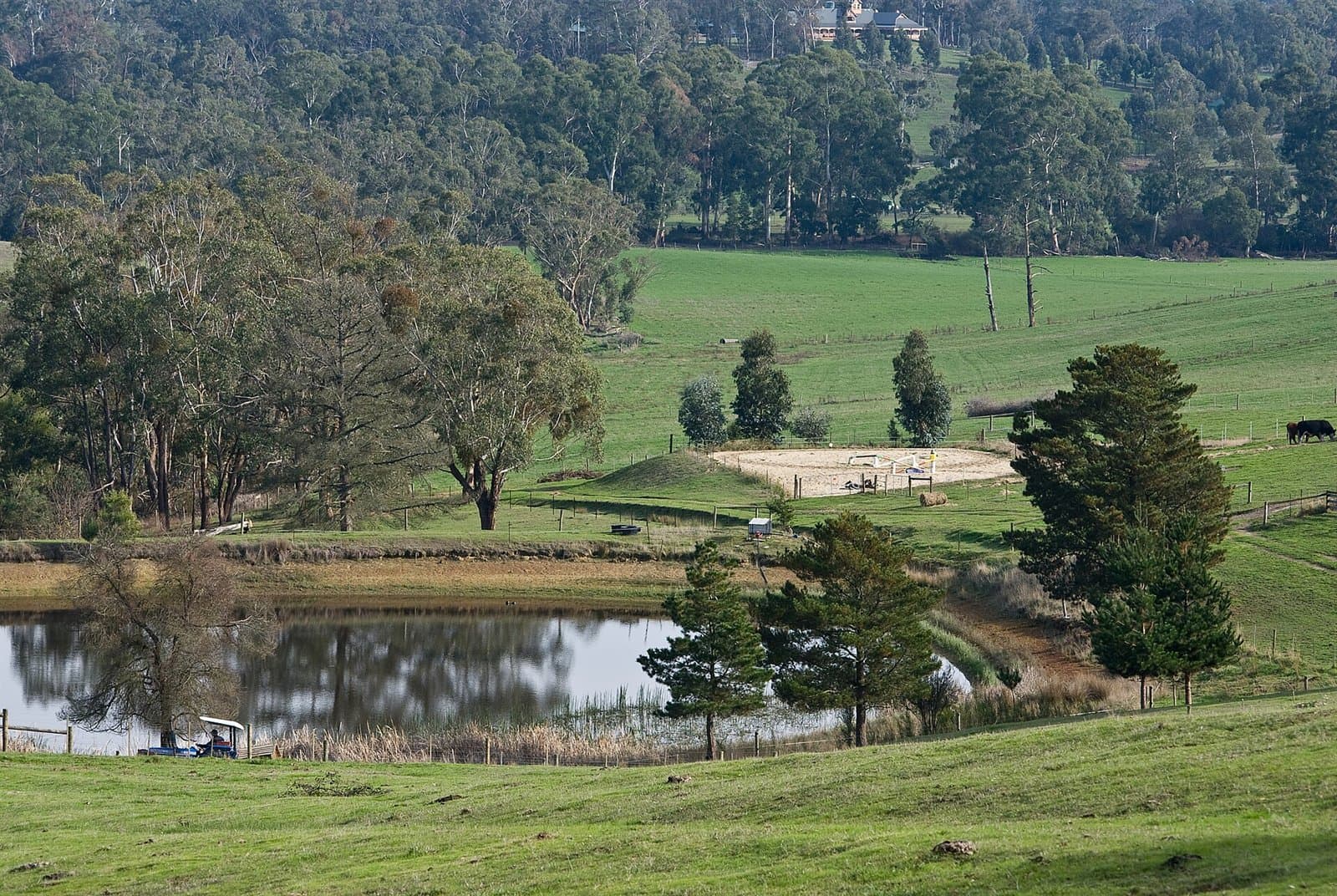 Paddocks and a farm dam below a line of tall gums