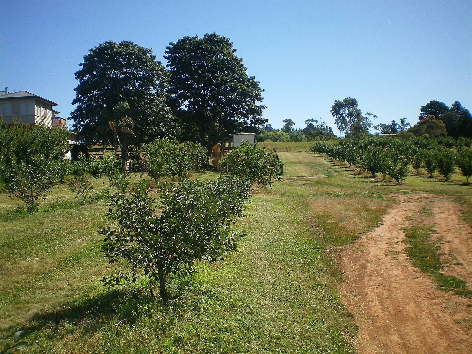 Young cherry trees in rows on a grassy farm