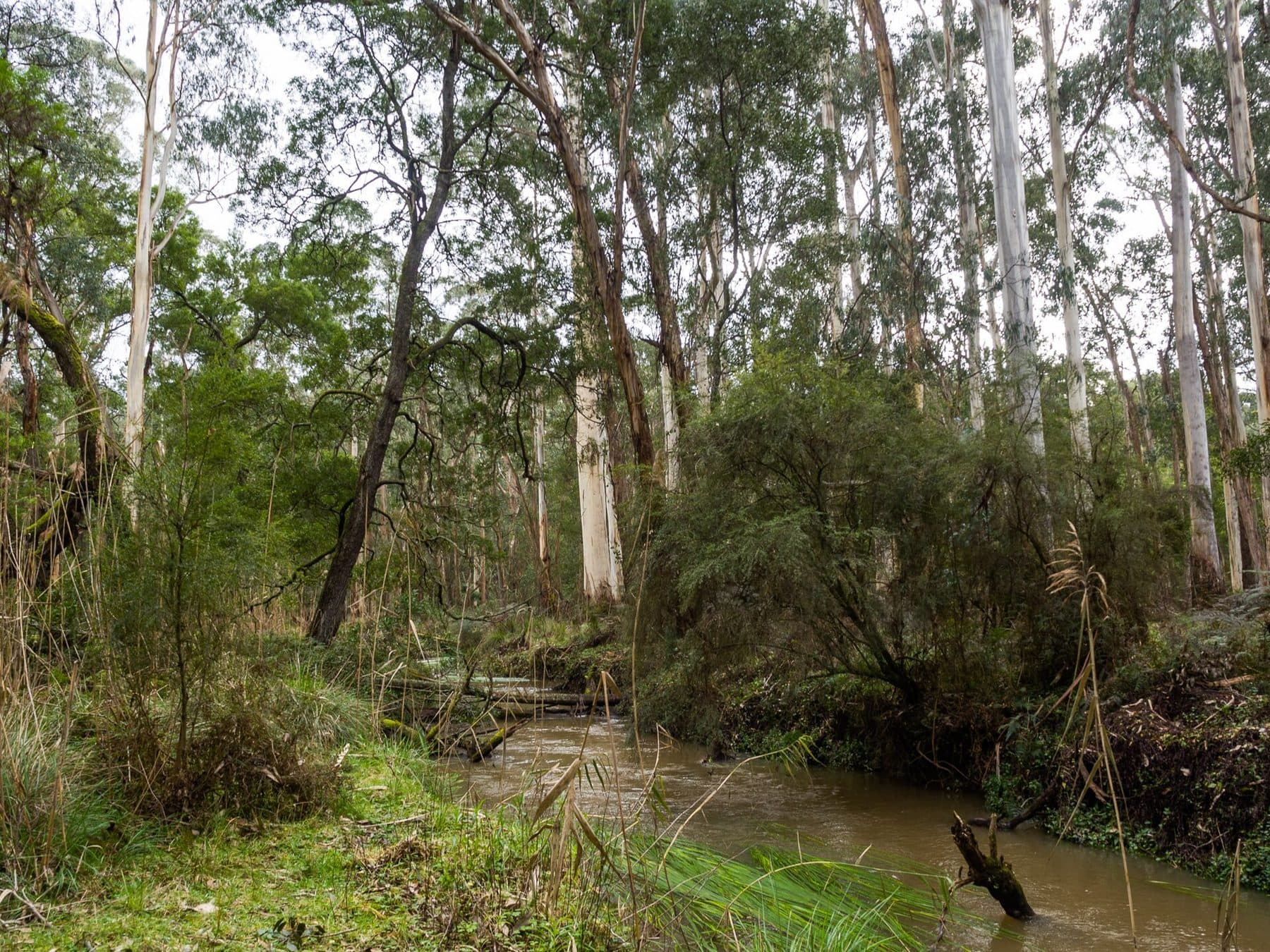 Tall, pale-trunked eucalypts over the scrub along a creek